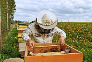 beekeeper-at-work