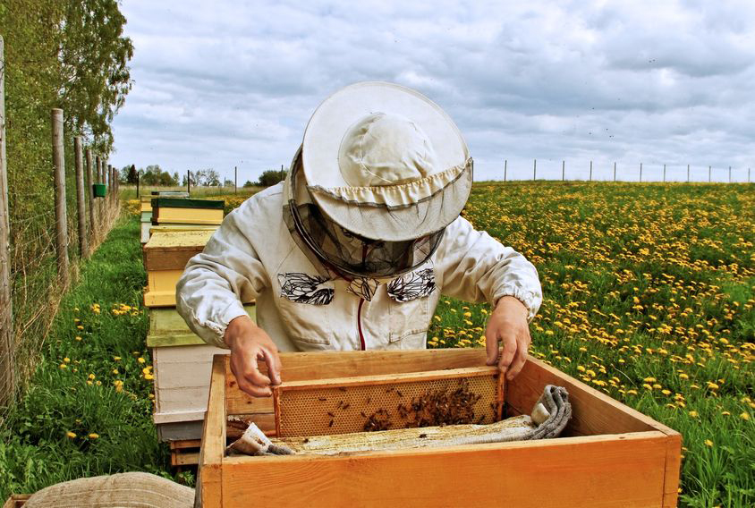beekeeper jobs